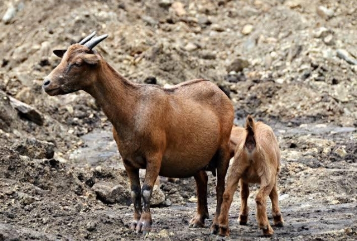 Own Goat