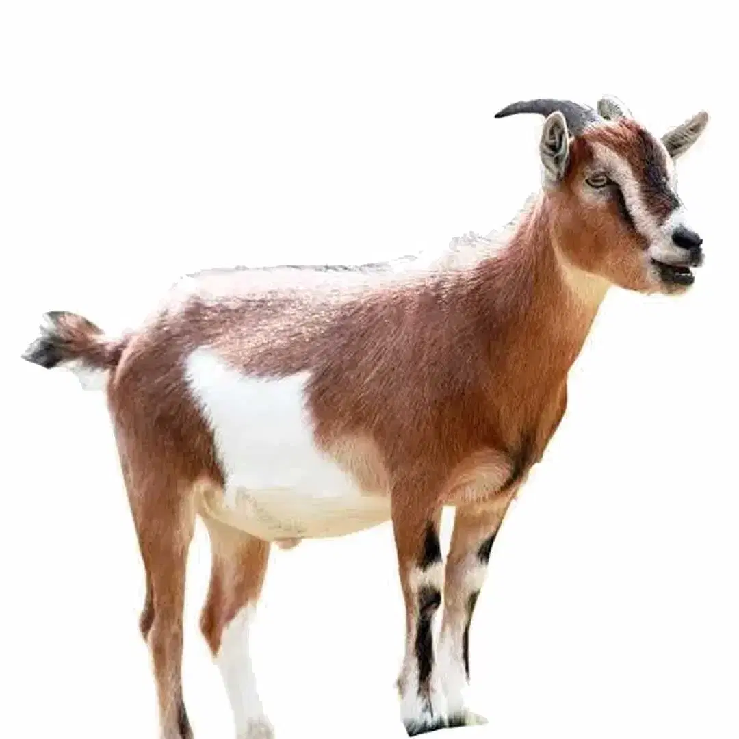 Own Goat