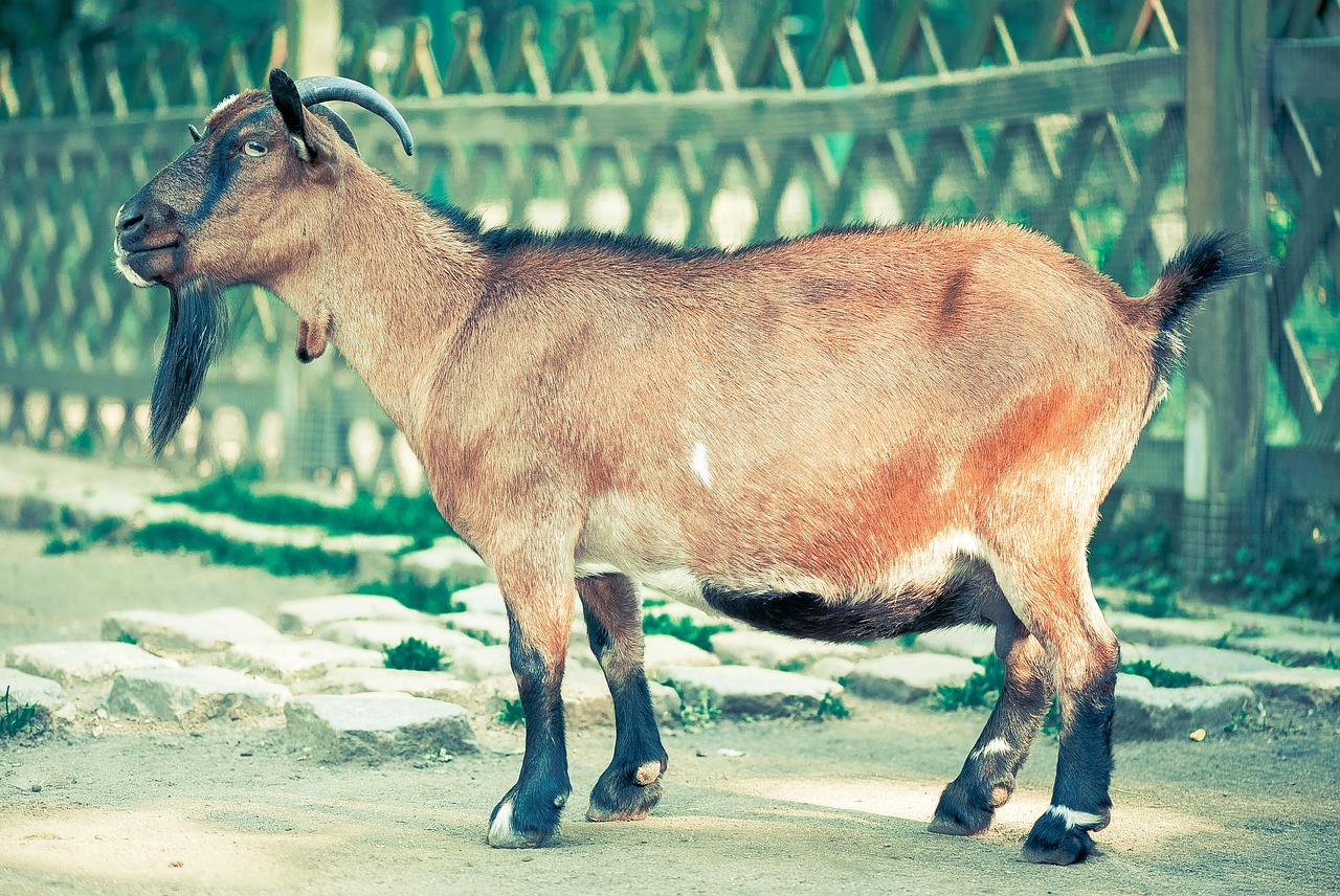 Goat